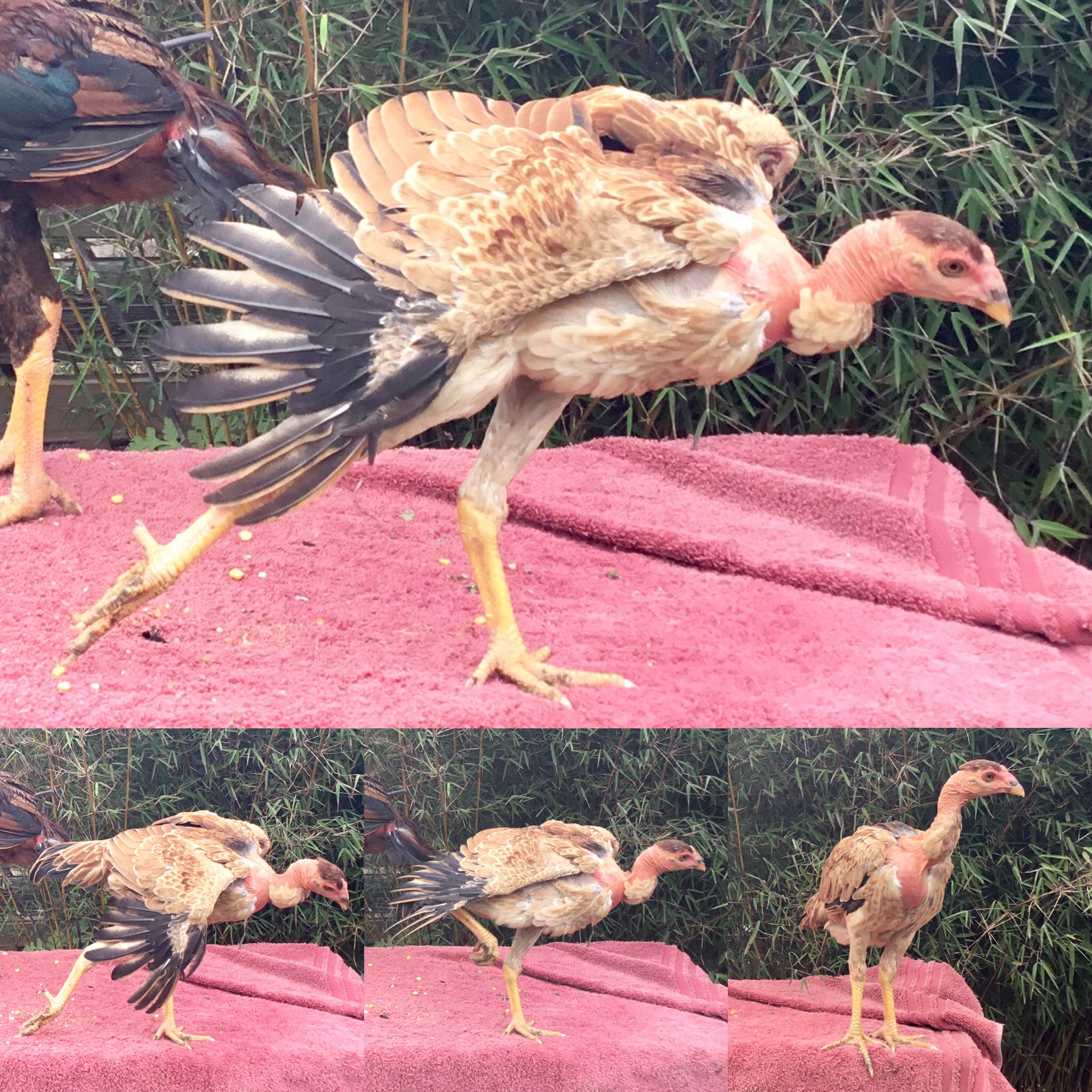 illustrate Madagascar Naked Neck GaNoi